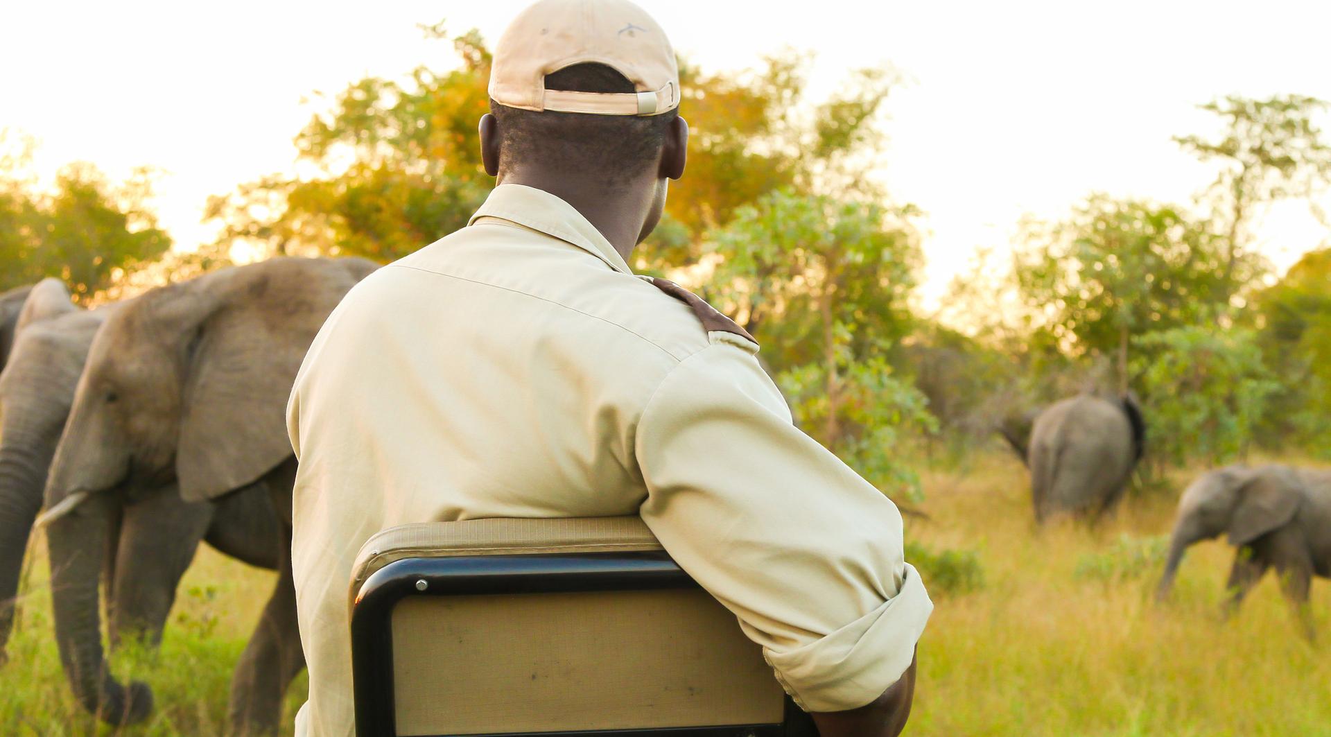 Watching Elephants on Safari