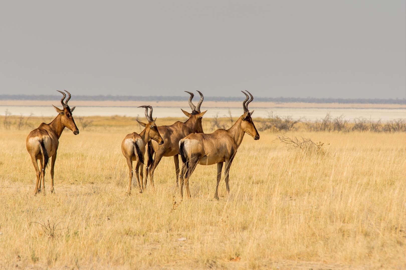 Hartebeest on the Plains