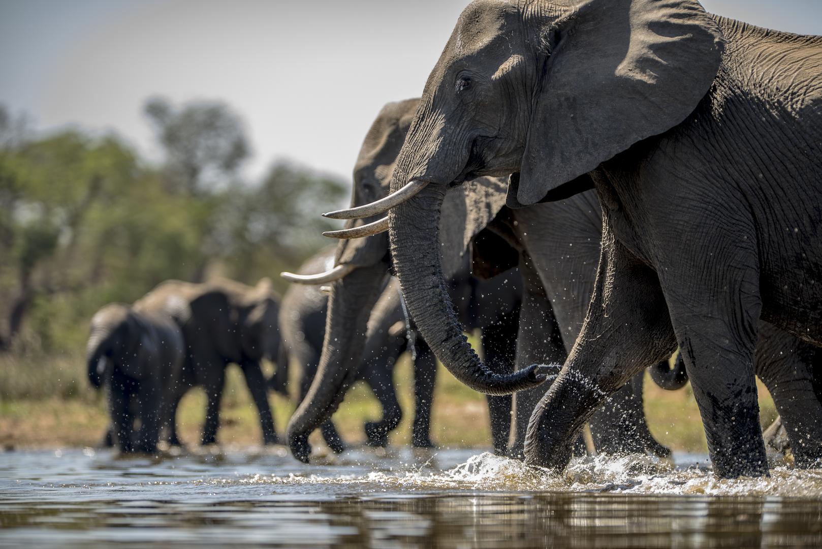 Elephants at the River