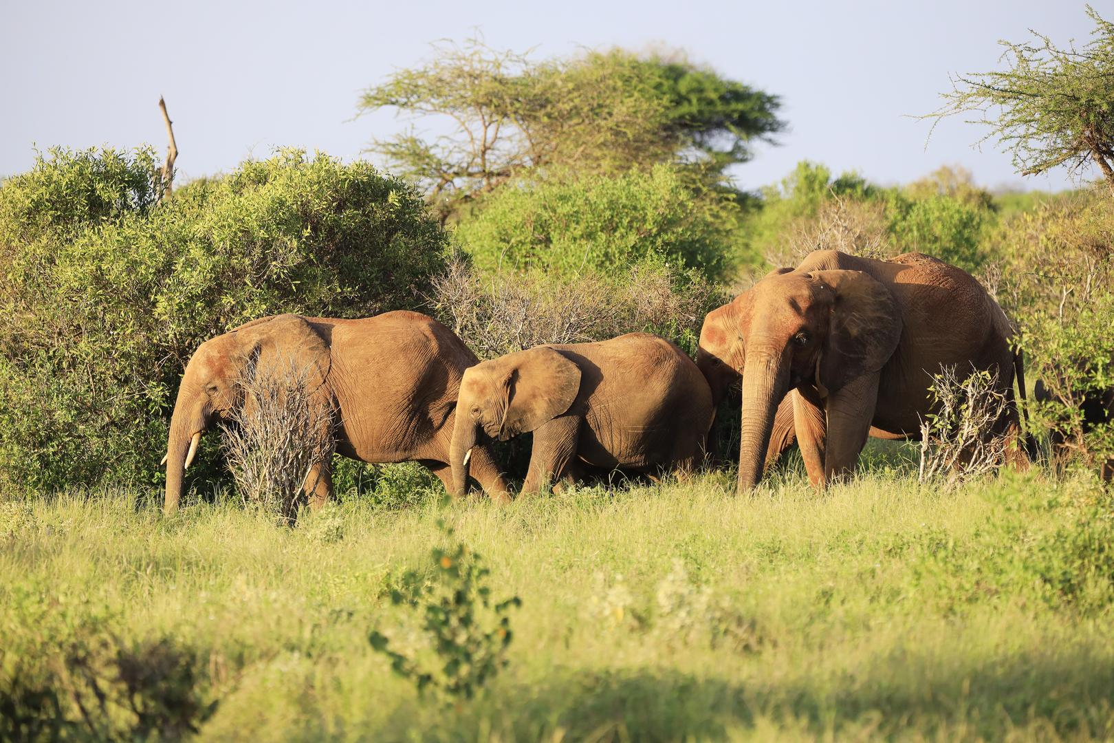Elephant Family