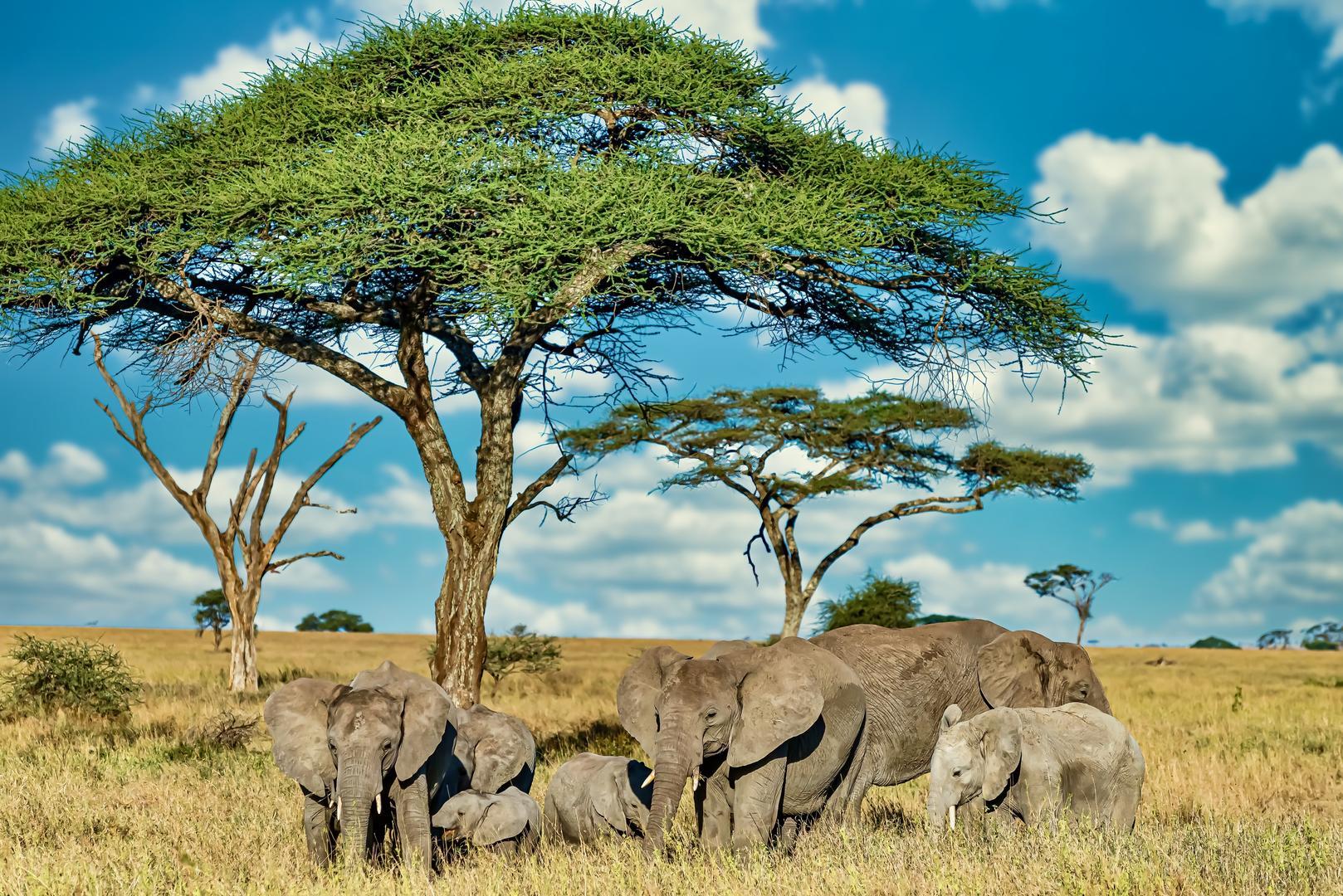 Elephant Herd