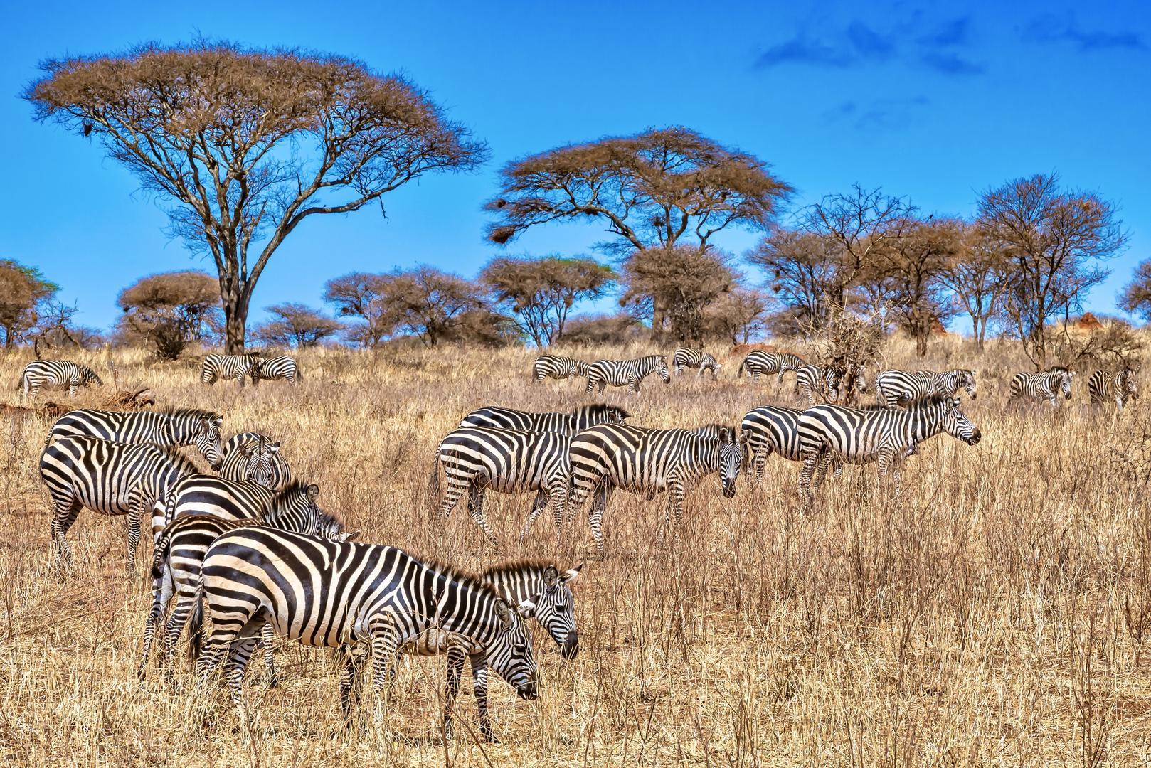 Zebra Herd